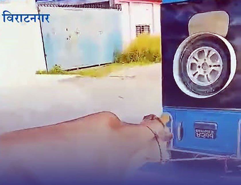 गाईलाई यातना दिएर टिकटक भिडियो बनाउने सिटी सफारी चालक पक्राउ