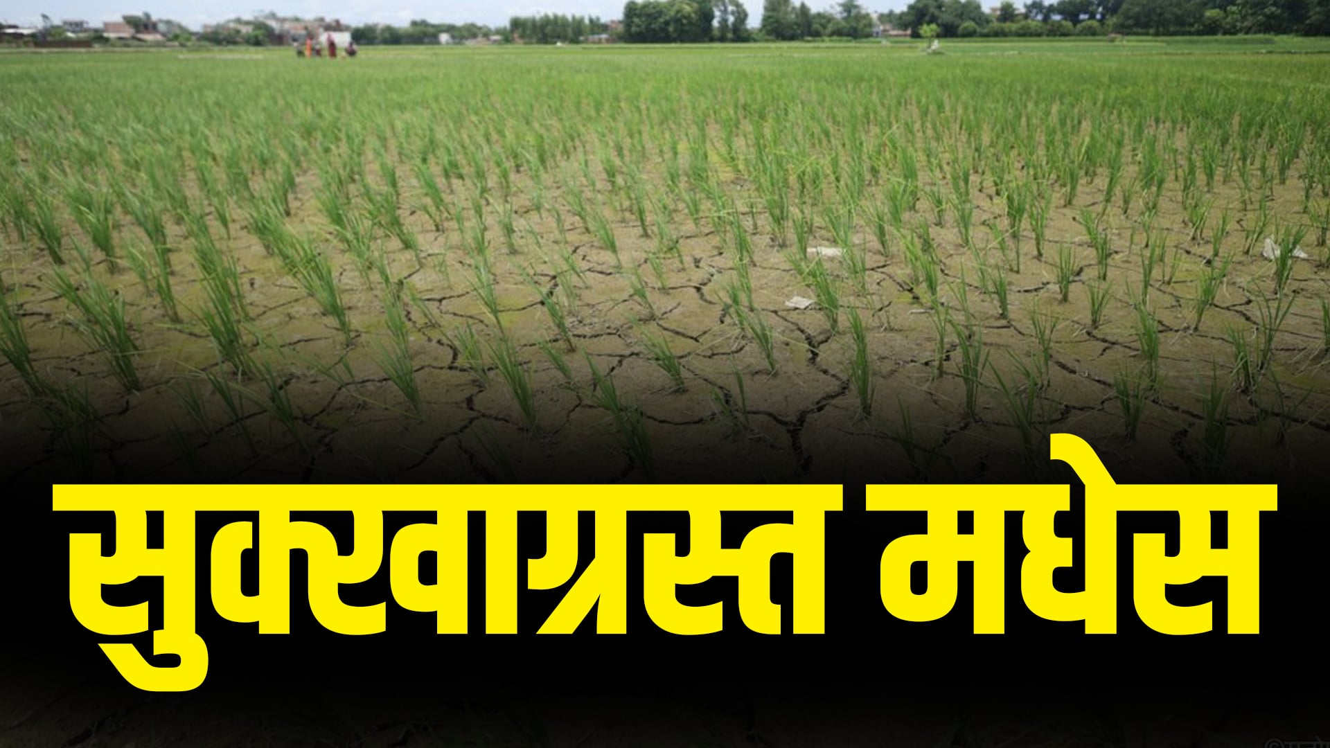   सुक्खाग्रस्त मधेसका किसान भन्छन्- राहत होइन, पहिले निरन्तर बिजुली देऊ