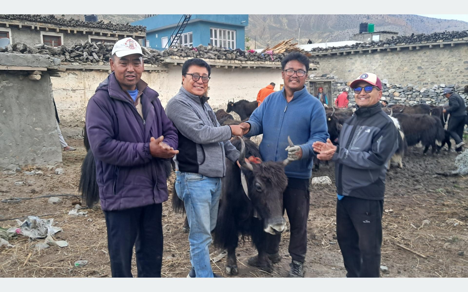 Mustang's Gharpagjhoong Rural Municipality Distributes Yaks and Nakas with 50% Subsidy