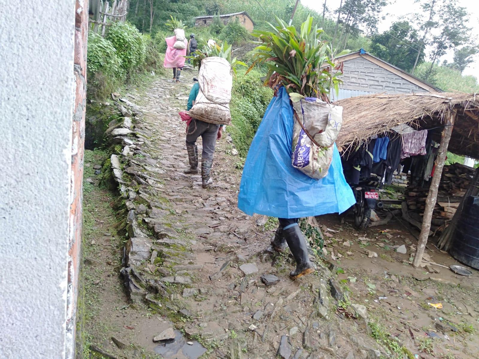 Cardamom Cultivation Boosts Farmer Income in Lamjung