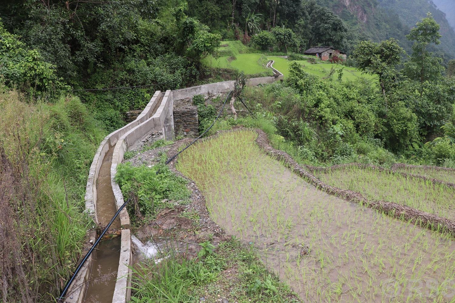 सिँचाइ सुविधा पुगेपछि आकासे पानीको भर पर्नुपर्ने समस्या अन्त्य