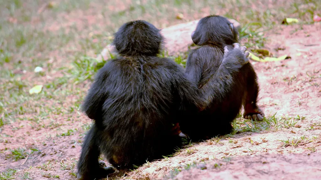 Chimpanzees and Bonobos Offer Comfort Before Stressful Situations, Study Finds