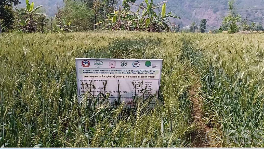   पर्वतमा गहुँ बालीको प्रजनन बिउ उत्पादन गरिँदै