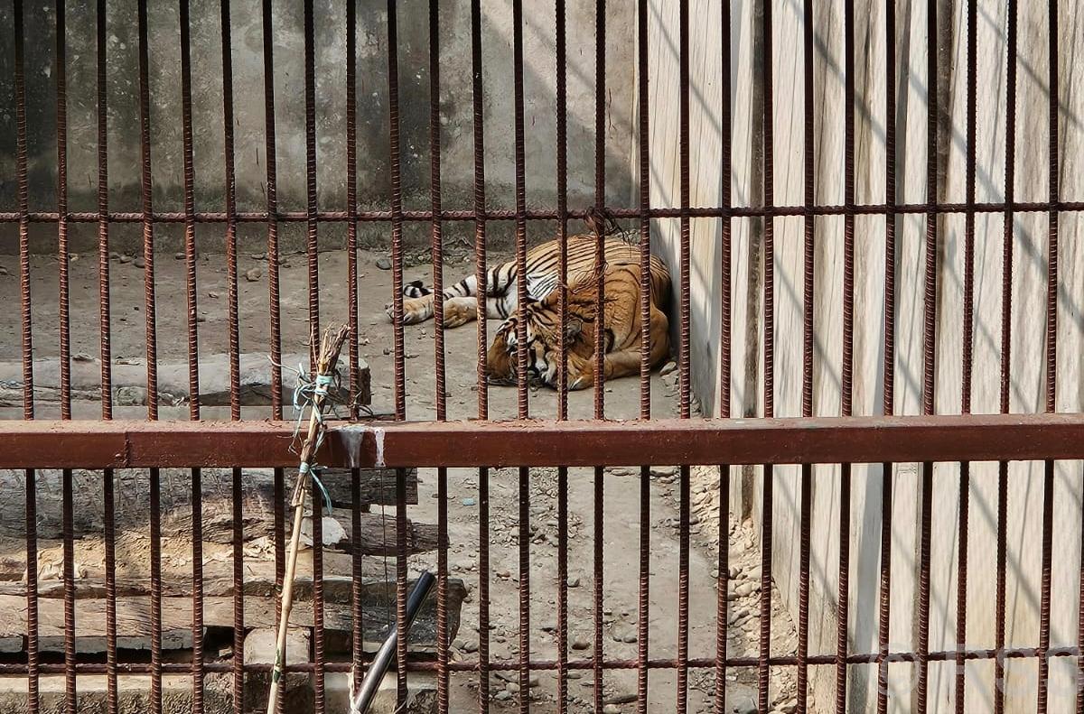 मुलुकभर समस्याग्रस्त बाघको सङ्ख्या १६ पुग्यो, प्रतिबाघका लागि वार्षिक ३५ लाख खर्च