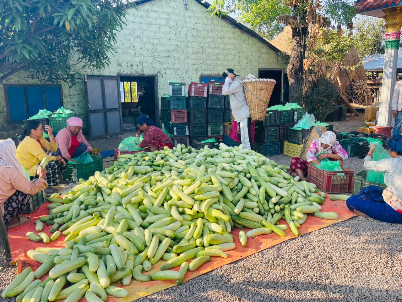   हुप्सेकोटका किसान काँक्रा बेचेर राम्रो कमाउँदै