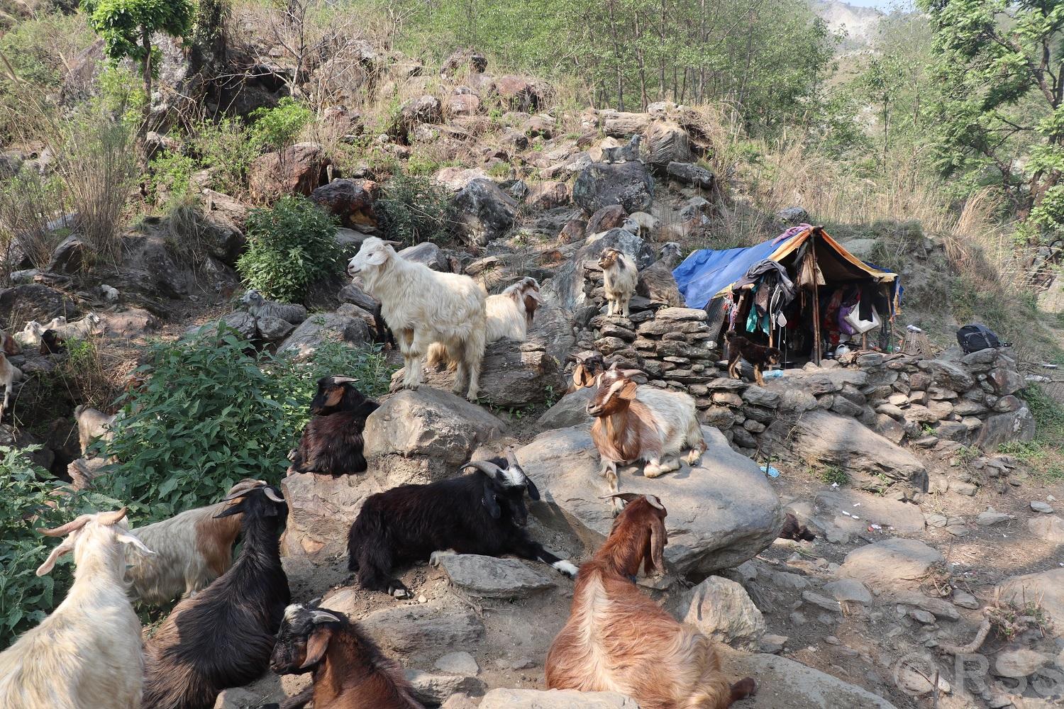 Dhaulagiri's Traditional Mobile Herding System Faces Crisis