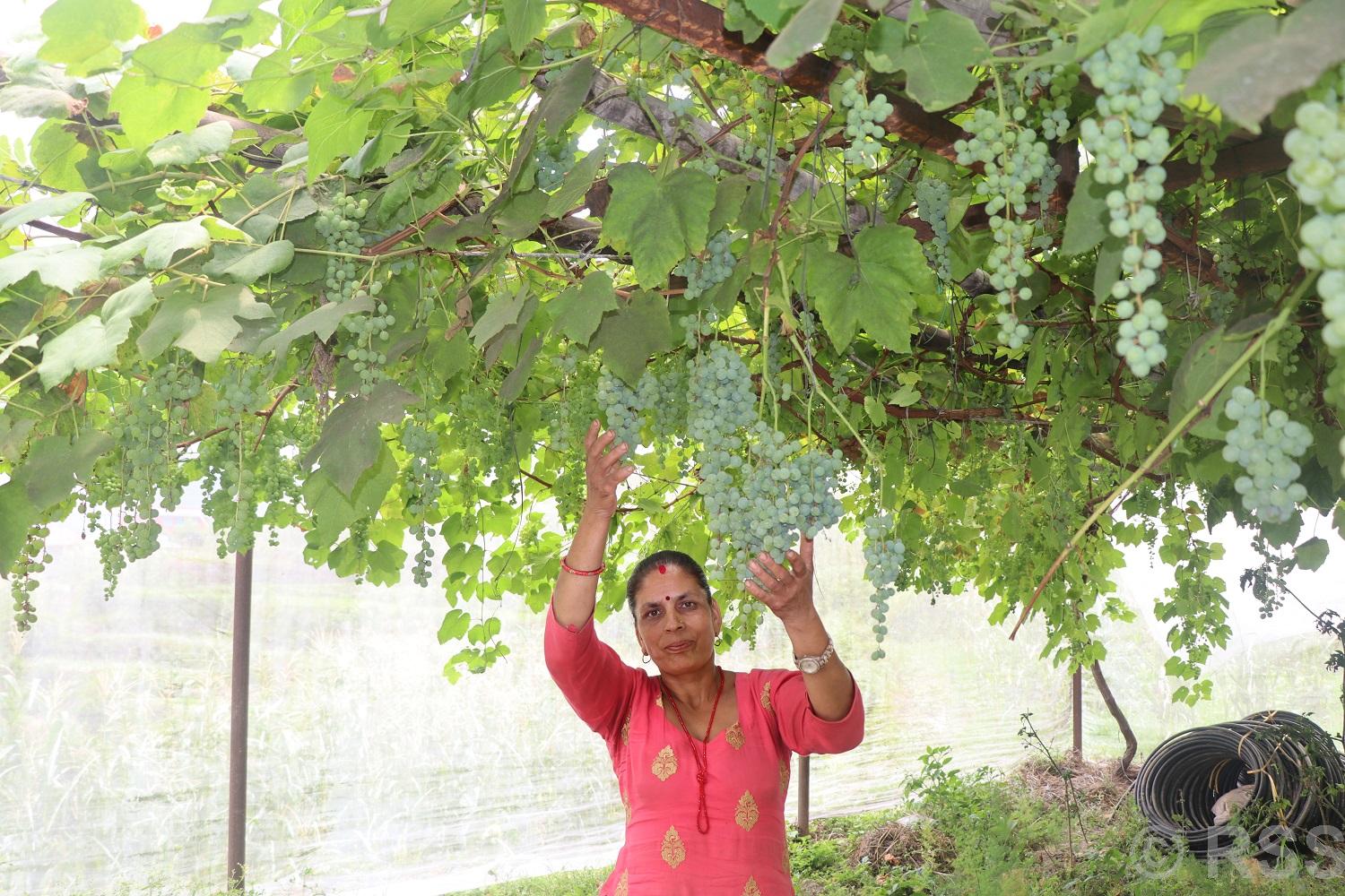 जलजलाको लुप्राङमा अङ्गुरखेतीको परीक्षण सफल
