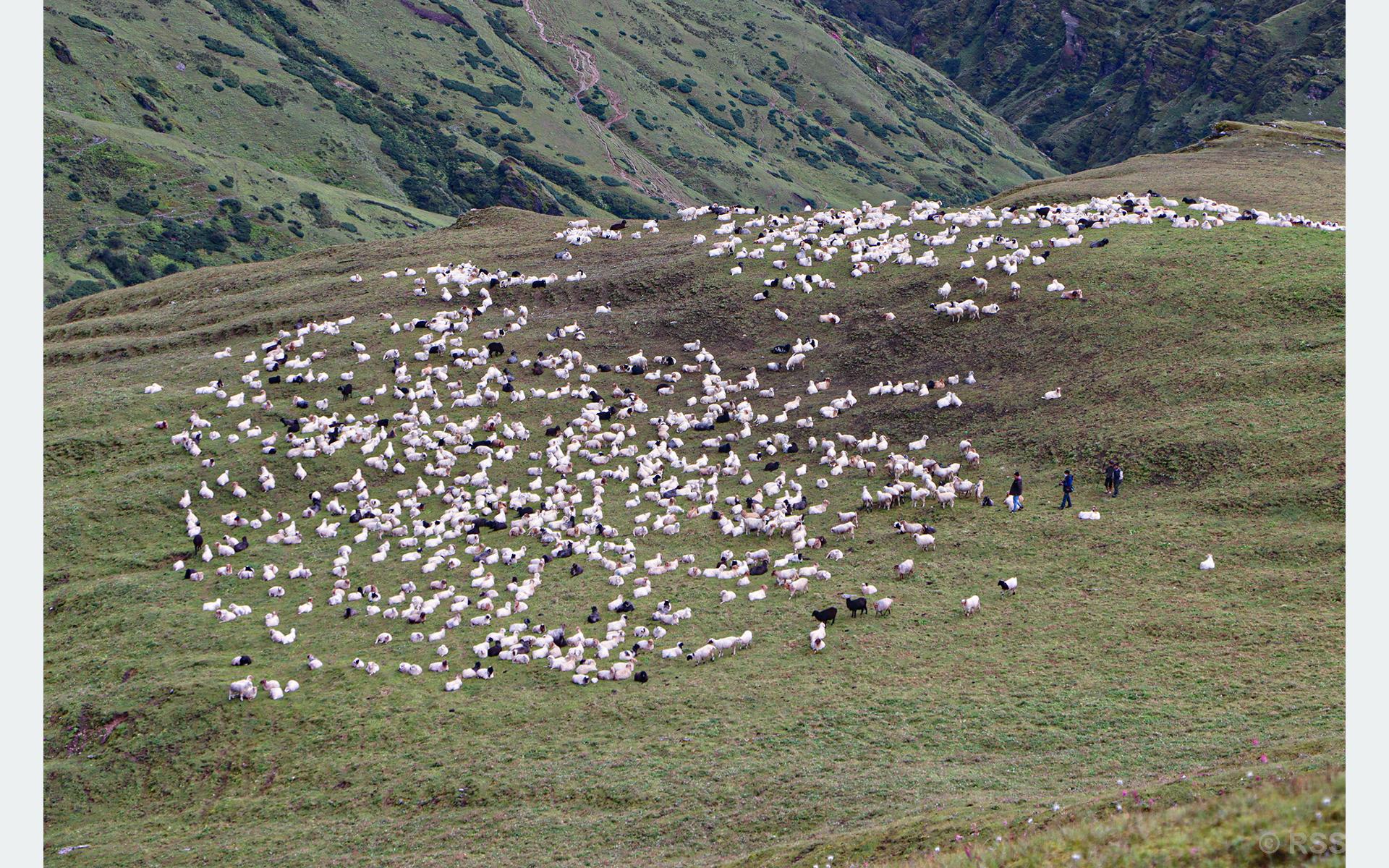 Herdsmen Ascend to High Pastures with Livestock