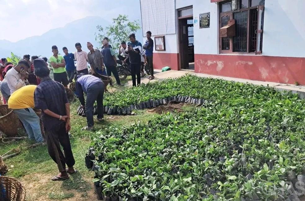   महाभारतमा सात हजार कफीका बिरुवा वितरण