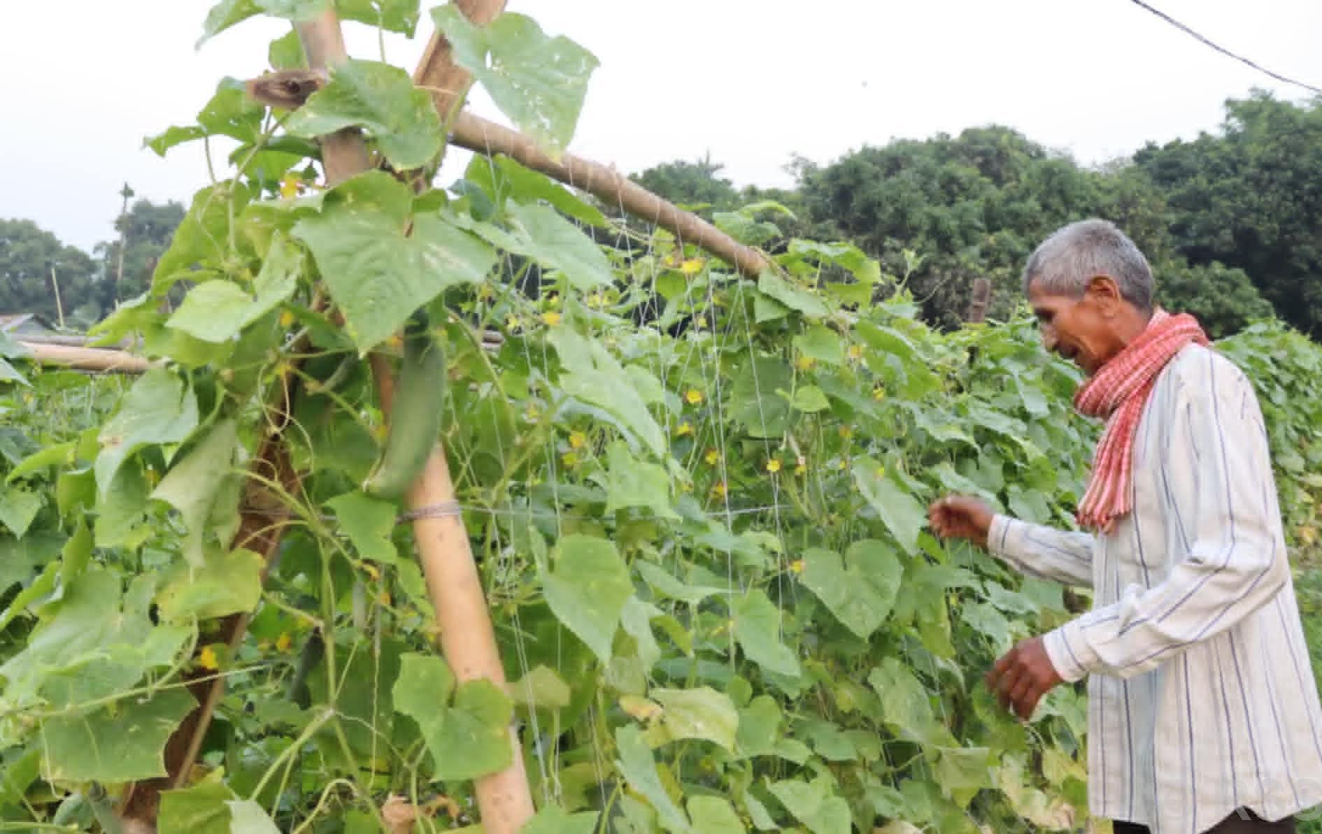 तरकारी खेतीबाट बराहक्षेत्रका किसान आत्मनिर्भर