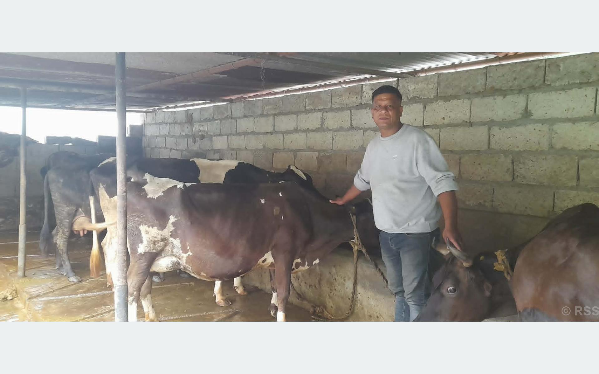 Young Nepali Man Earns Over NPR 2 Lakh Monthly from Dairy Farming After Returning from Saudi Arabia