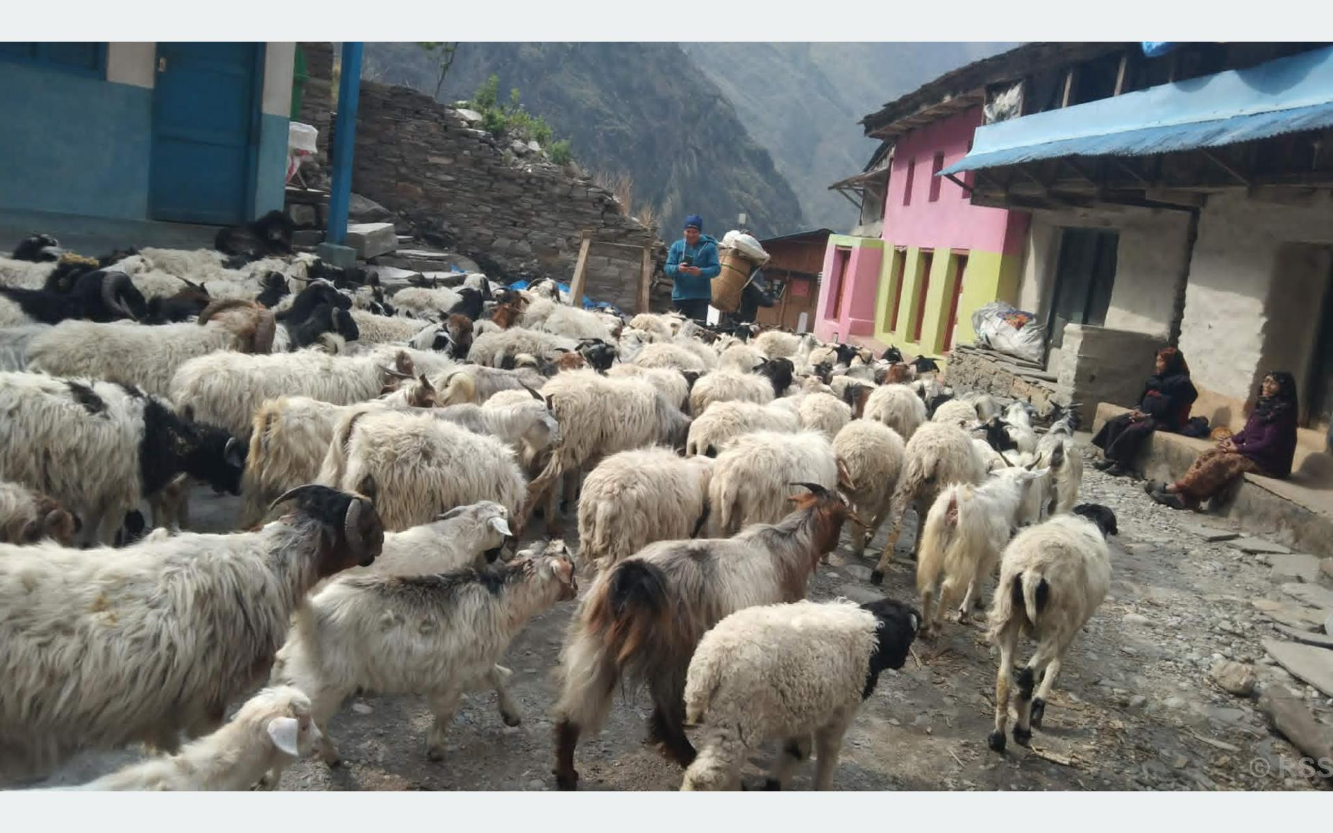 लाग्यो उँभौली, भेडाबाख्रा धपाउँदै लेक चढे गोठालाहरू