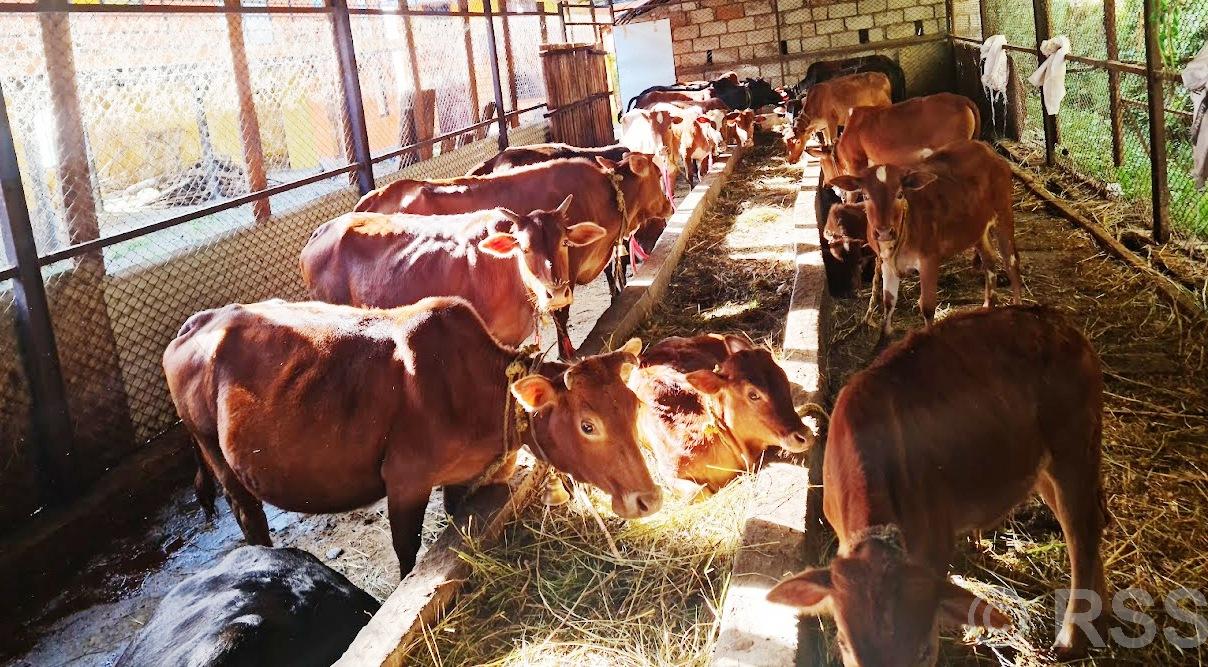 एउटै गोठमा ५७ गाई संरक्षण