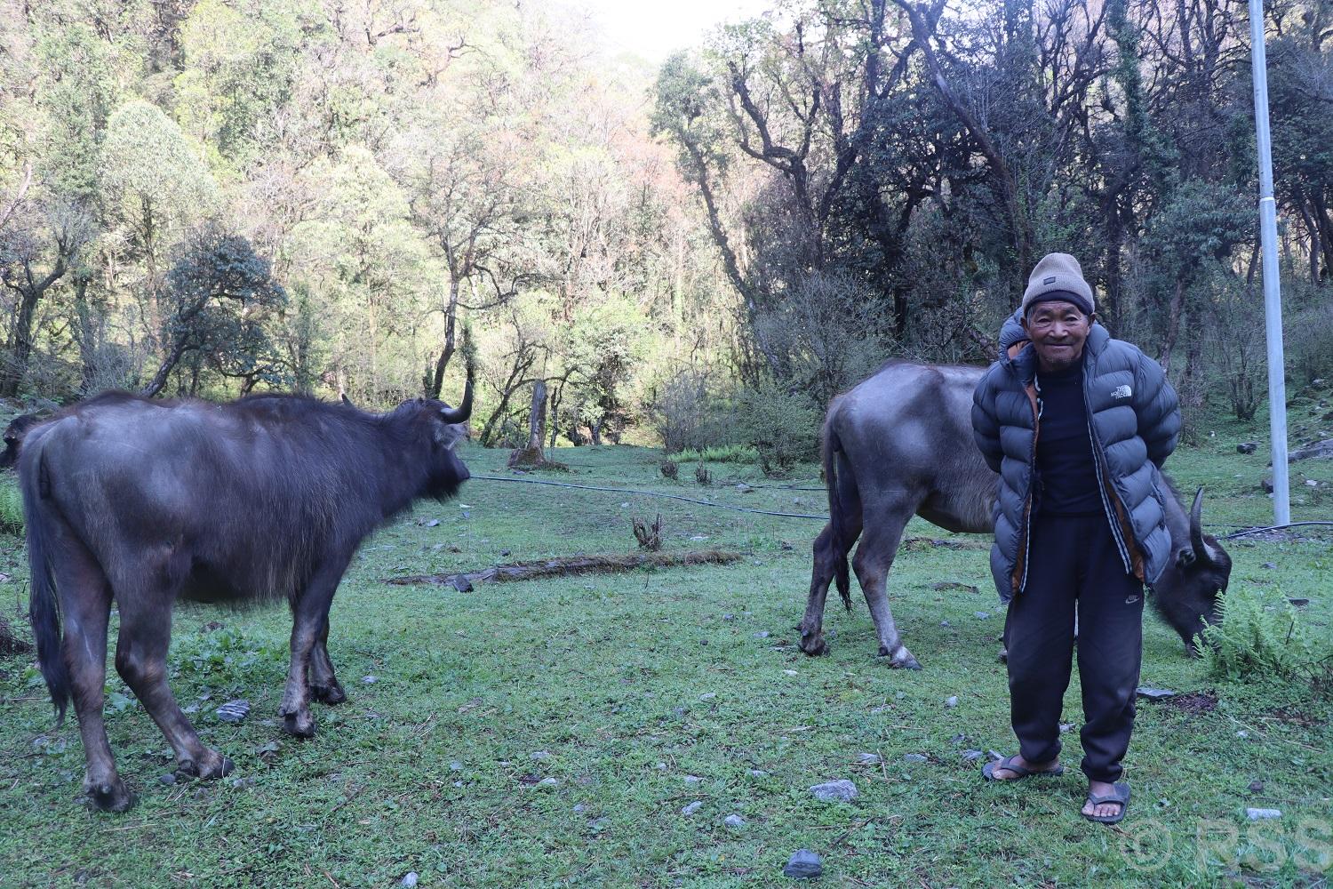 ८० वर्षीय किर्तबहादुरलाई भैँसीगोठ नै रमाइलो