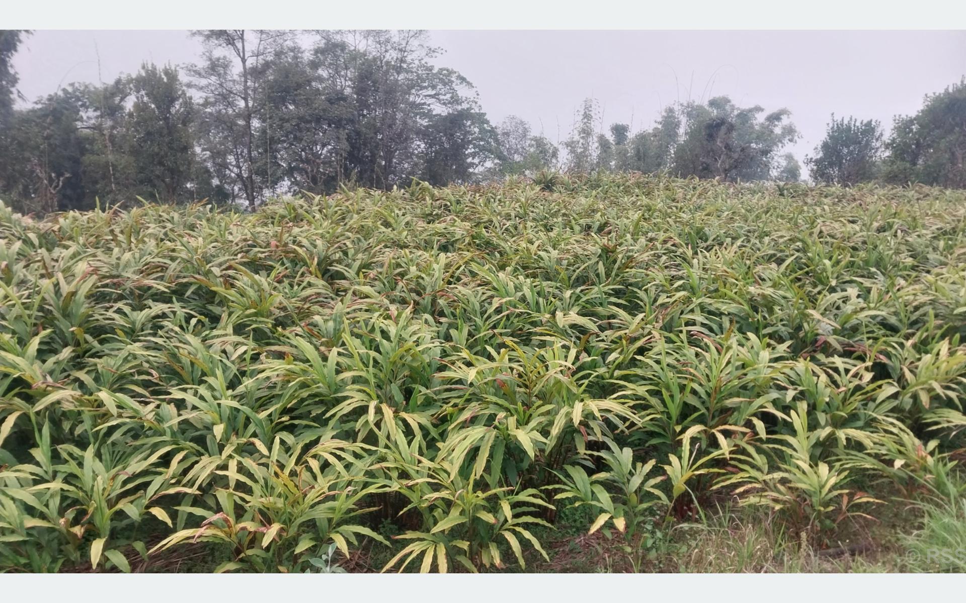 धान फल्ने खेत मासेर अलैँचीखेती गर्दै माङसेबुङका किसान