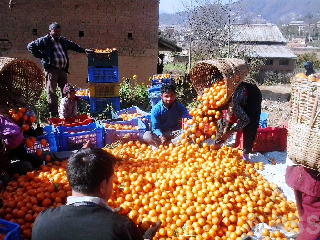   काभ्रेपलाञ्चोकमा सुन्तला उत्पादन १० प्रतिशत बढ्ने प्रक्षेपण