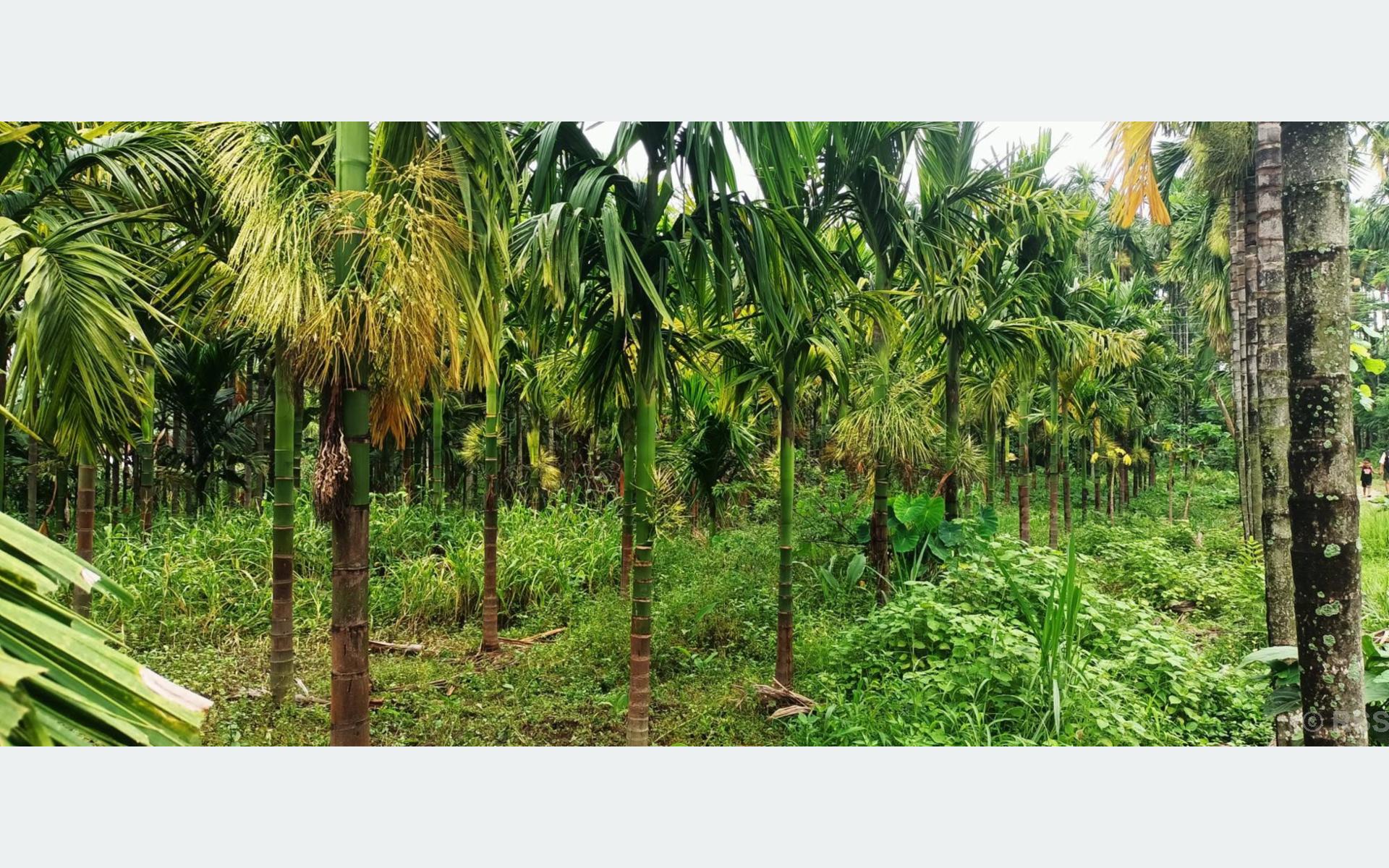 हात्ती प्रभावित क्षेत्रमा कृषकको रोजाइ सुपारीखेती