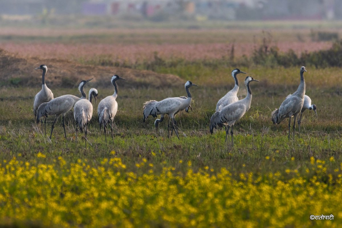 A migratory bird_ (10)