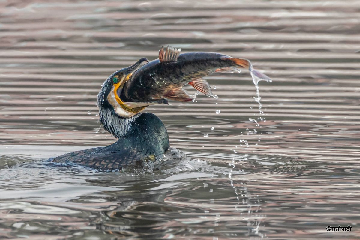A migratory bird_ (11)