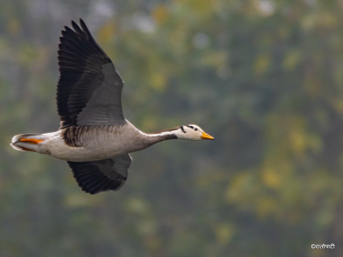 A migratory bird_ (14)