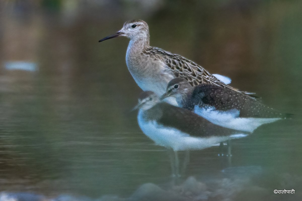 A migratory bird_ (15)