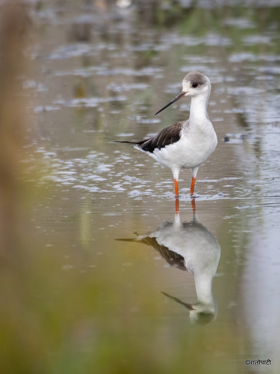 A migratory bird_ (16)