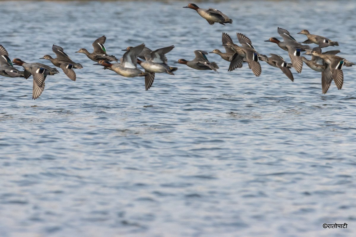 A migratory bird_ (18)