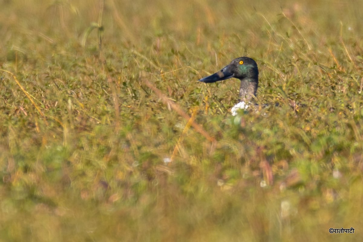 A migratory bird_ (20)