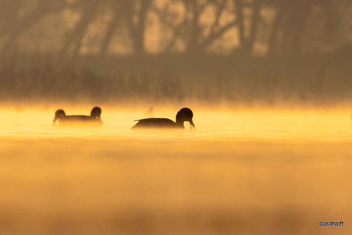 A migratory bird_ (21)