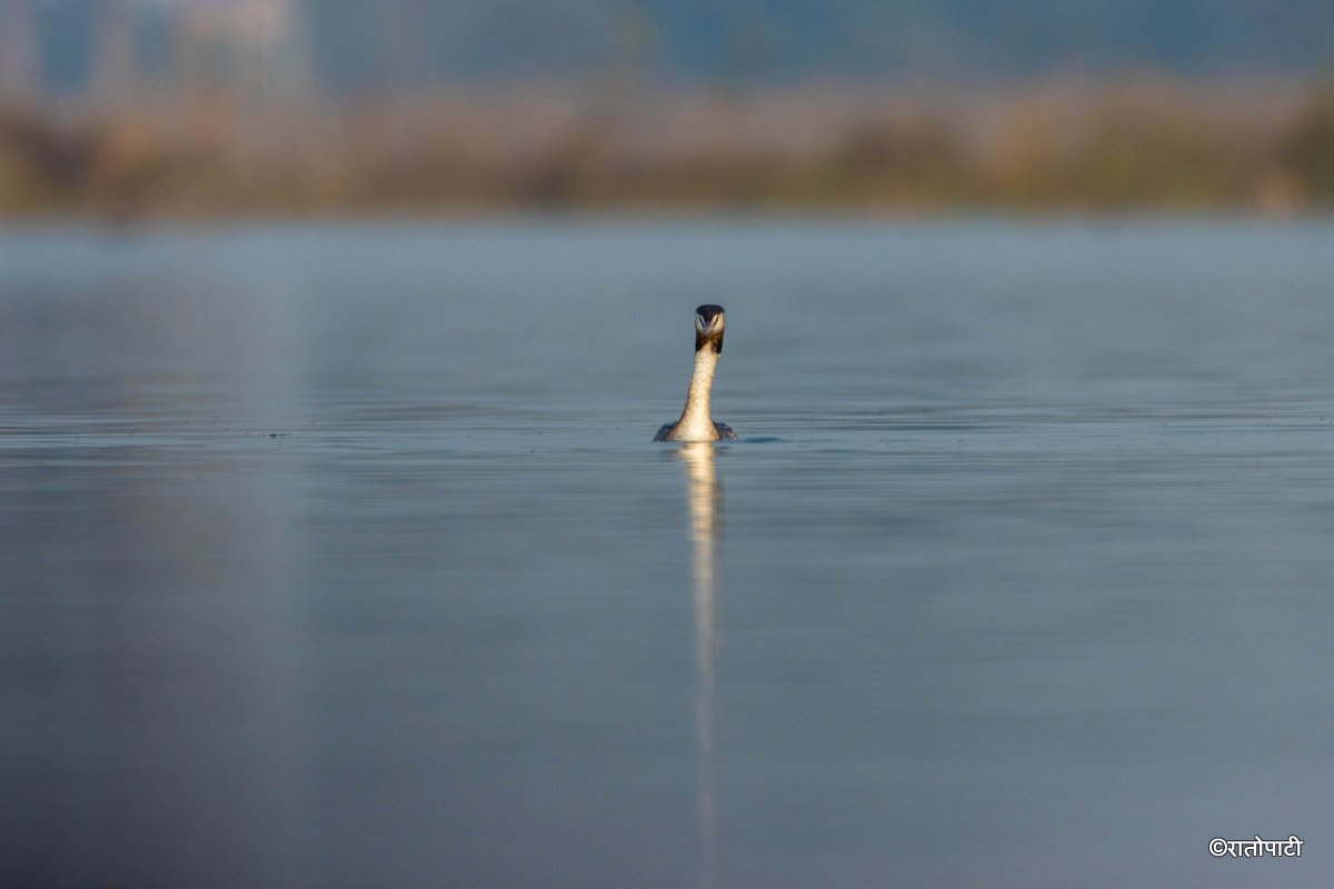 A migratory bird_ (23)