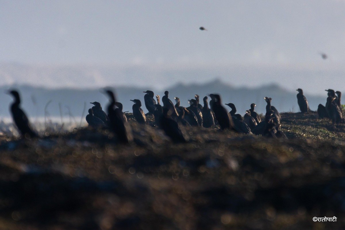 A migratory bird_ (24)