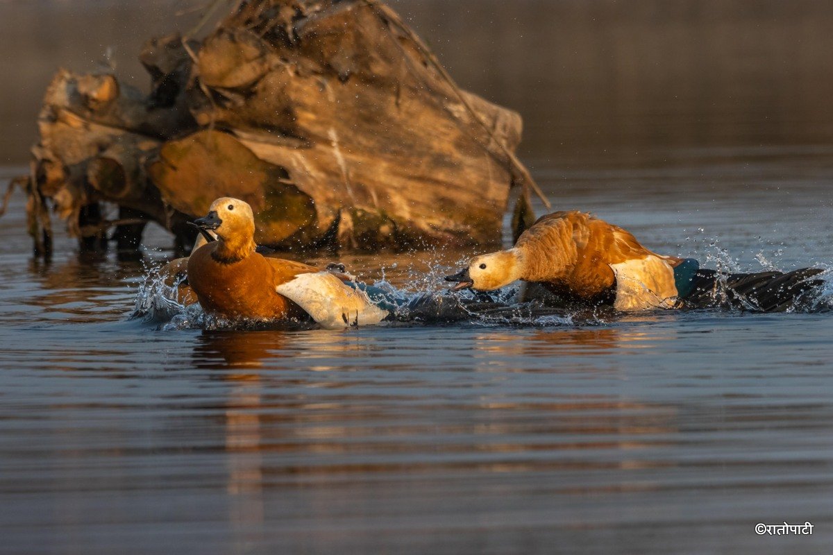 A migratory bird_ (25)