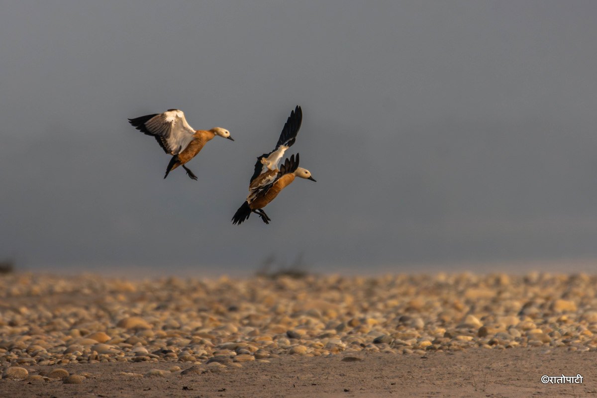 A migratory bird_ (27)