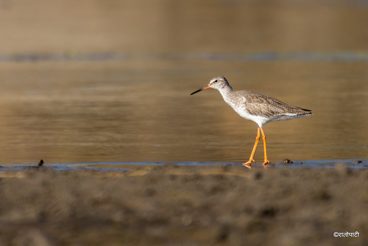 A migratory bird_ (3)