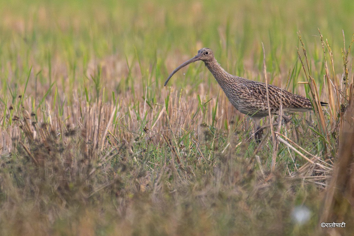 A migratory bird_ (31)