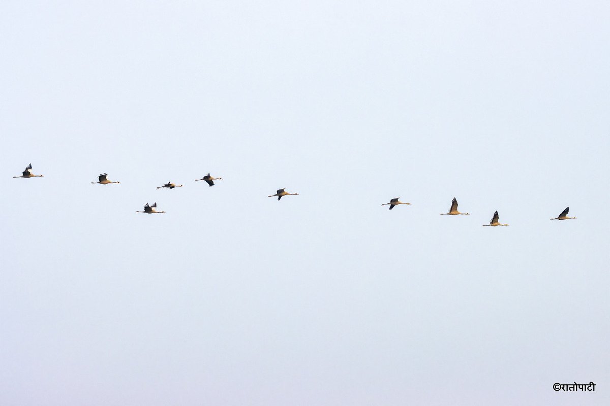 A migratory bird_ (5)