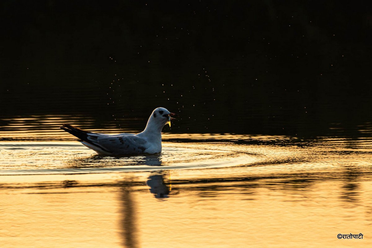 A migratory bird_