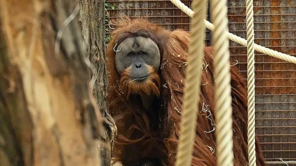 Indonesian Orangutans Face Extinction Due to Extreme Rainfall and Landslides