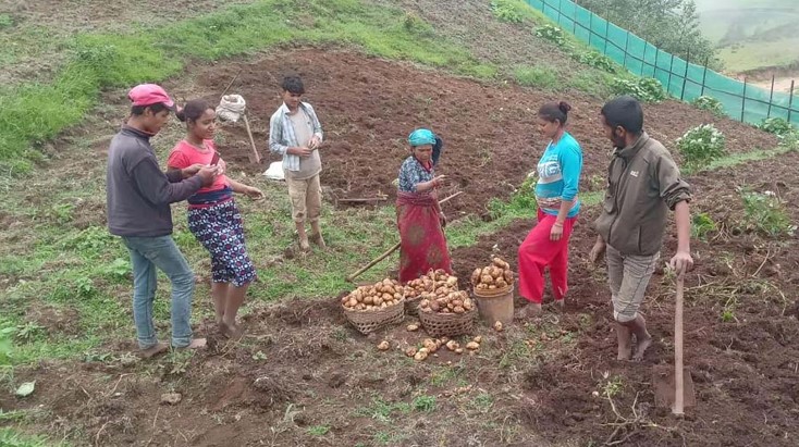   बाँझो जमिन उपयोग गरेर छ हजार केजी आलु उत्पादन