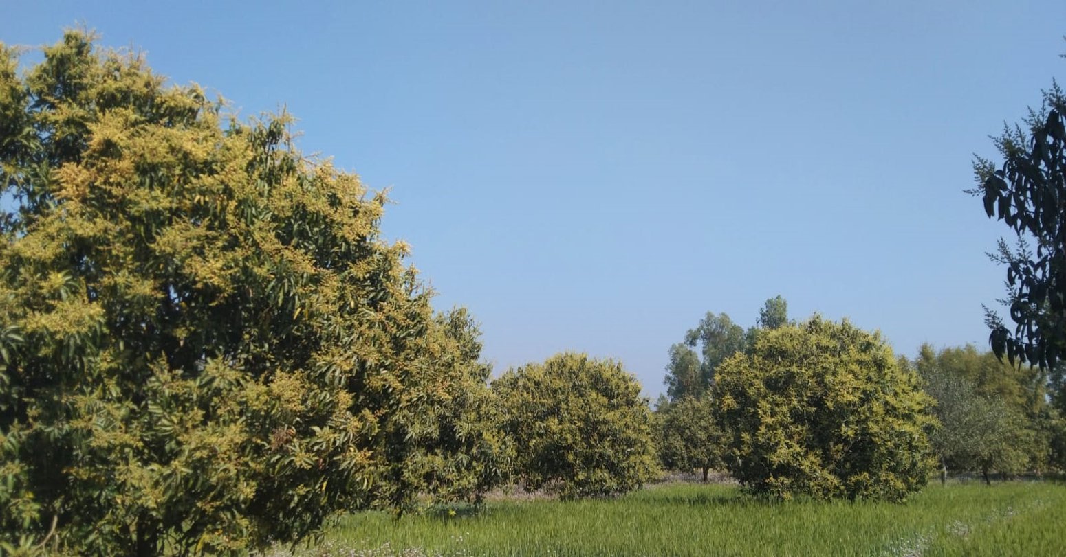 Aap bagaicha  (4)