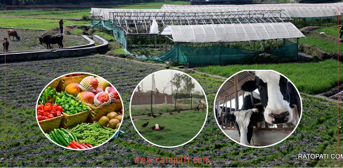 Seven Provincial Governments Prioritize Agricultural Transformation in FY 2083/84 Budgets