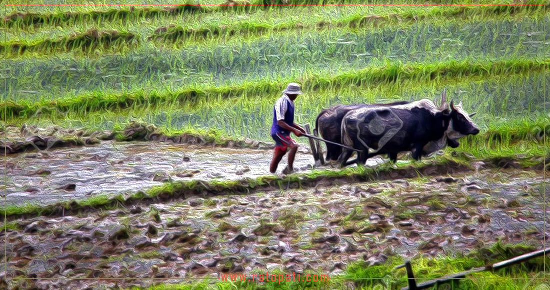 आखिर गँवार त हामी पढे–लेखेका मान्छे हौँ