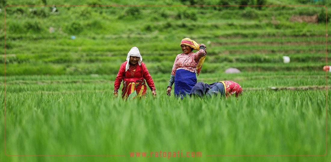 Government Introduces Minimum Support Price Directive for Agricultural Produce