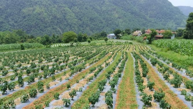 विदेशबाट फर्केर ३० रोपनीमा व्यावसायिक अकबरेखेती