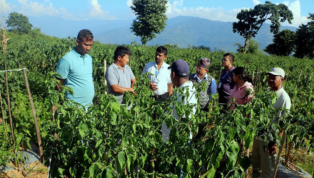   पौवादुङमाको अकबरे खुर्सानी खेती : देशभरका किसानका लागि अध्ययन केन्द्र