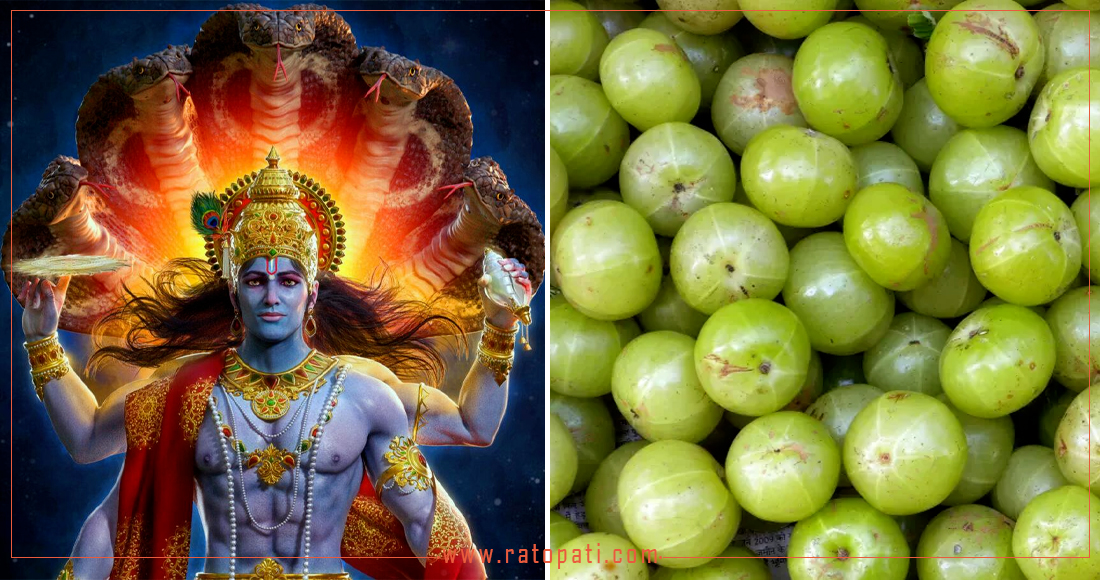  अक्षयनवमी र चिसो मौसमको गुणकारी फल अमला