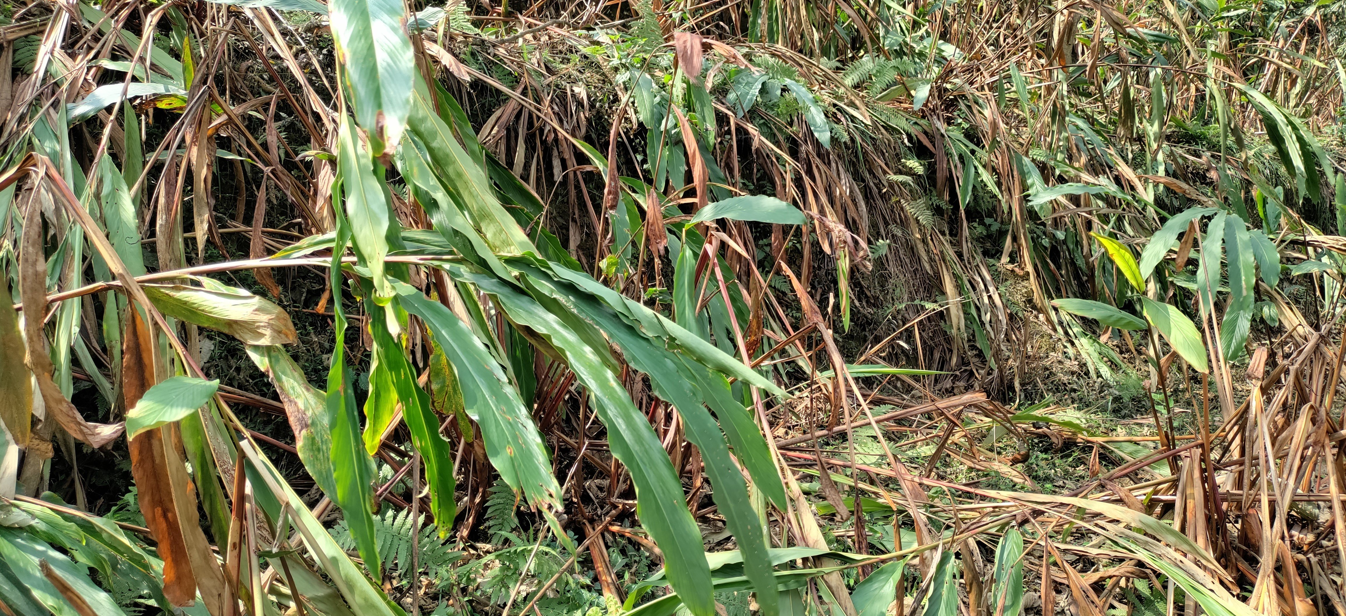 ताप्लेजुङमा अलैँचीका बोट सुक्न थाले