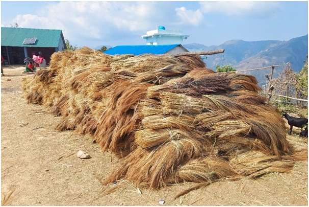 कबुलियत वनमा लगाइएको अम्रिसो  बेचेर तीन करोड बढी आम्दानी