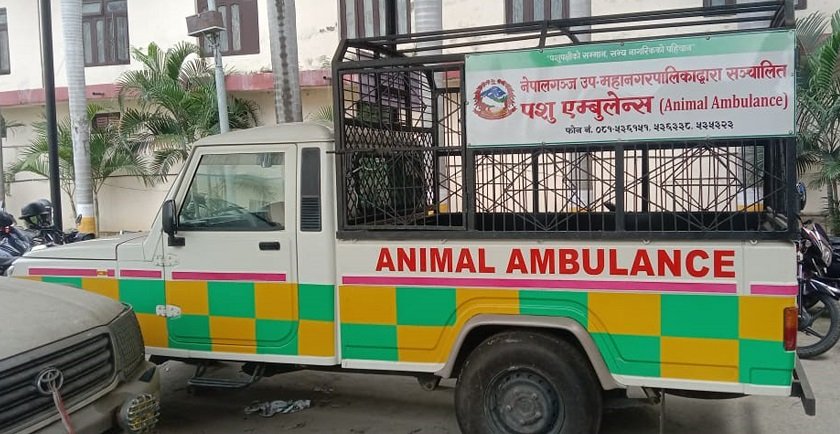   नेपालगन्जमा ‘एनिमल एम्बुलेन्स’ सञ्चालन