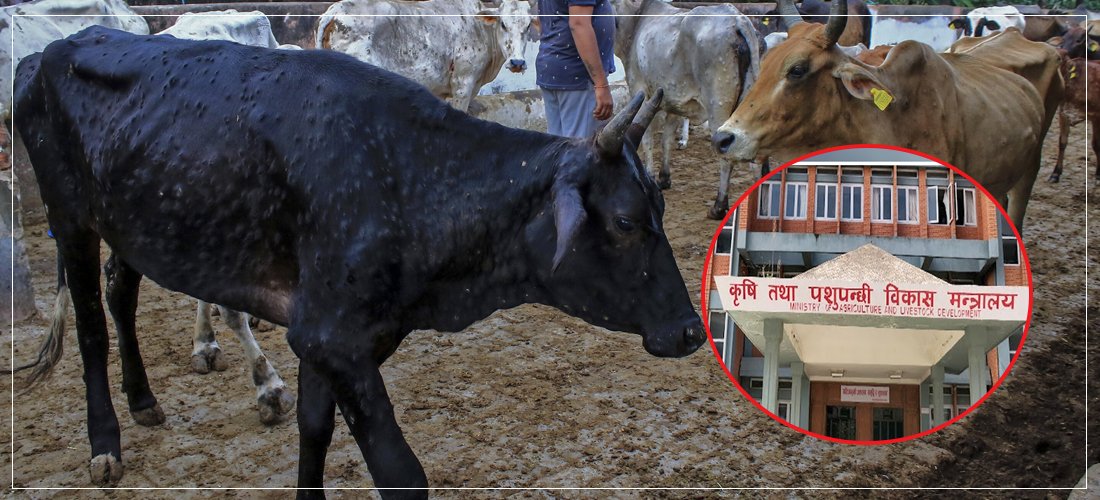   पशुरोग नियन्त्रण विधेयक मस्यौदा : रोग लुकाए १ लाख जरिवाना, ३ महिना कैद
